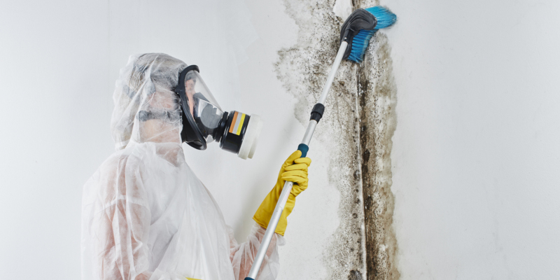 Mold removal services require professionals