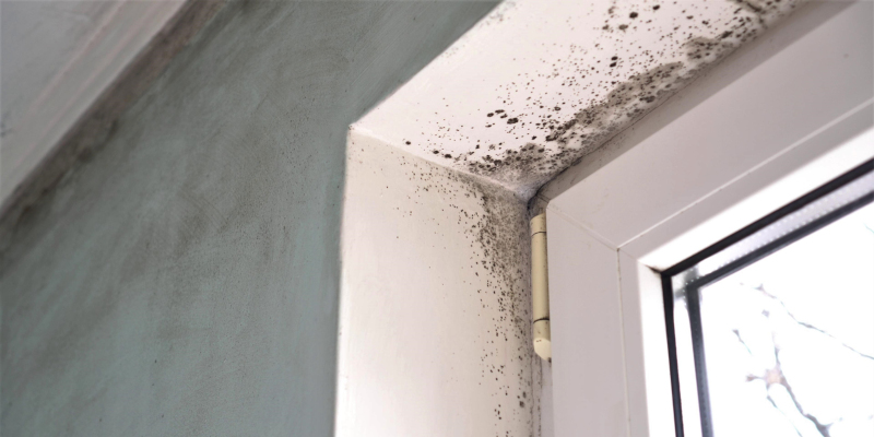 Mold Remediation