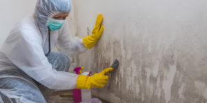 Professional mold removal services