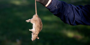 A professional rodent control company is knowledgeable