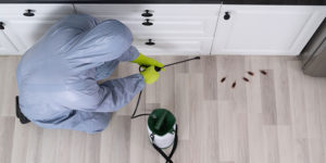 Professional Exterminator Vs DIY – Why Professional is Better