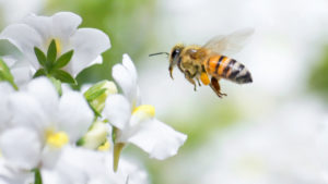 The Benefits of Bee Relocation Over Extermination