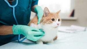 Reasons Why Your Clinic May Need to Shop for New Veterinary Equipment