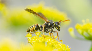 4 Tips for Safe Yellow Jacket Removal on Your Property