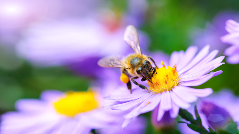 Why Should You Choose Bee Relocation over Extermination?