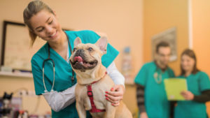 Optimize Your New Veterinary Clinic with the Right Medical Equipment