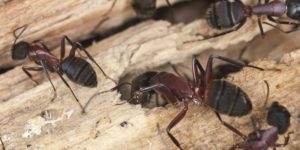 Importance of Carpenter Ant Control