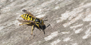 3 Reasons You Shouldn’t Do Yellow Jacket Removal Yourself