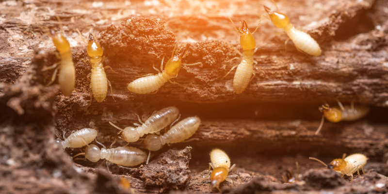 Avoid Property Damage with Termite Inspections and Pest Control