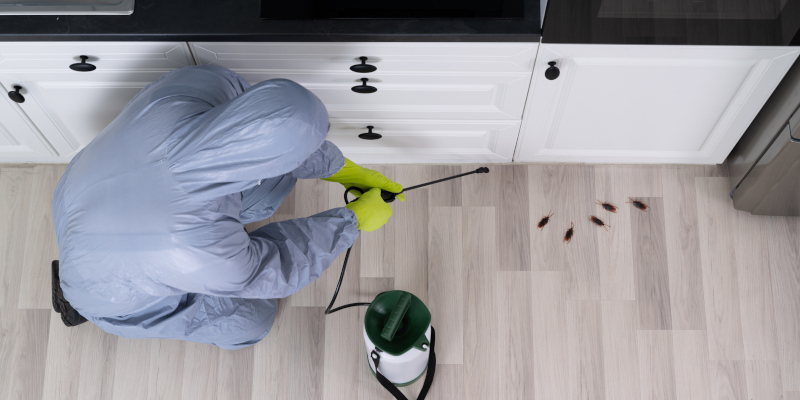 3 Tips for Finding the Best Pest Exterminator