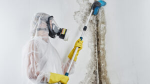How to Tell if You Need Mold Removal Services